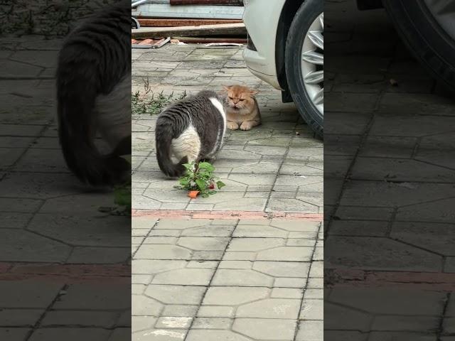Clash of Claws #adorablepets #animaltalent #catcuteness