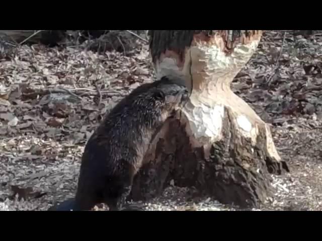 Castor talando árbol