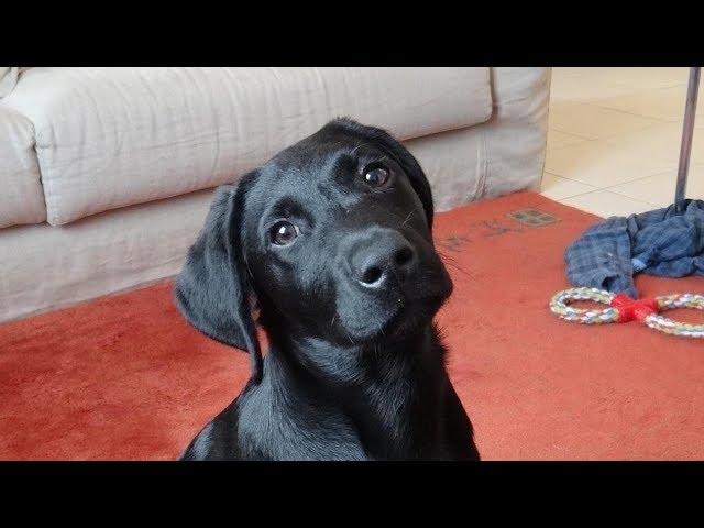 Black Lab puppy has fun with a plastic bottle