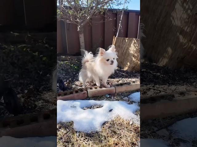 눈을 본 강아지들의 자세 #장모치와와 #chihuahua #다견가정