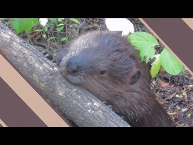 Amazing Animal | Abilities And Slow Motion | Part 3 | Open Book