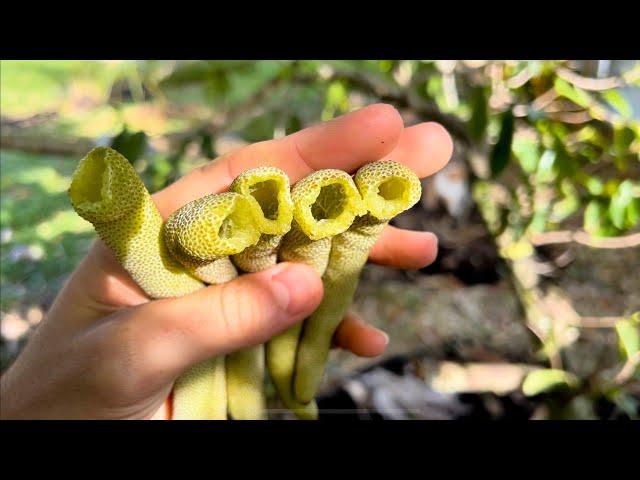 Cecropia Peltata and Roxburgh Fig Harvesting and Eating Daily Pull-up Challenge Vlog Day 8