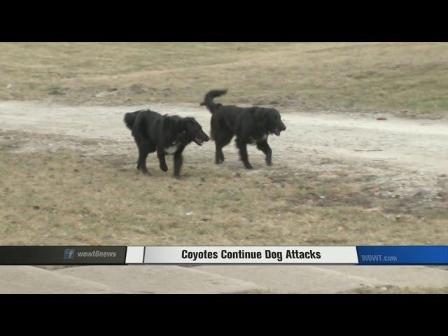 Coyotes Continue Dog Attacks