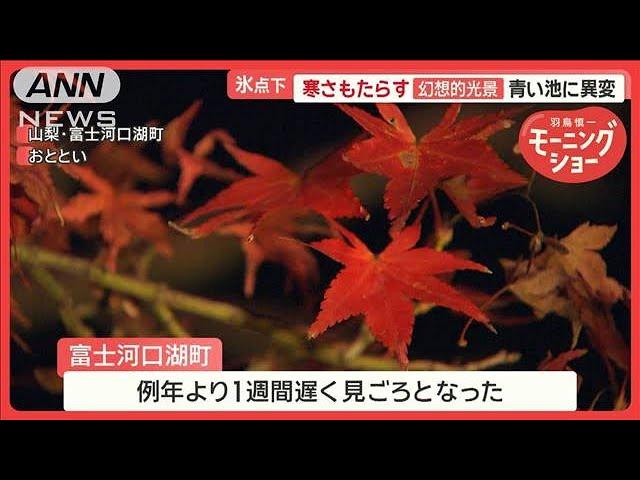 気温7℃の芦ノ湖…外国人観光客10人が寒すぎて“船上ダンス”　半そでの人も【羽鳥慎一モーニングショー】(2024年11月21日)