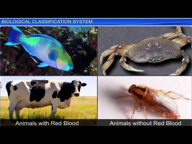 CBSE Class 11 Biology || Biological Classification System || Full Chapter || By Shiksha House