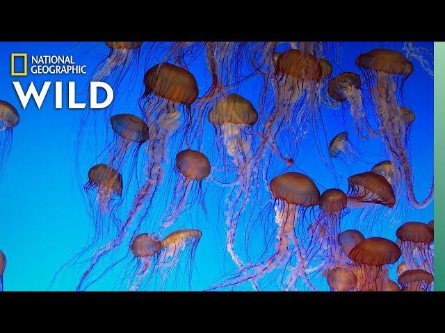 Jellyfish 101 | Nat Geo Wild