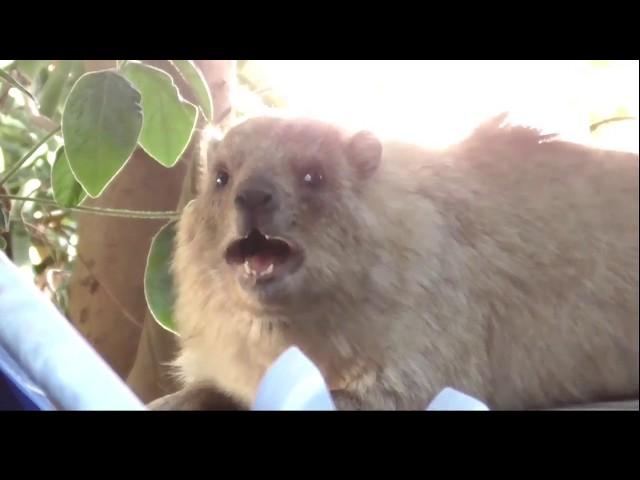 Singing Rock Rabbit (hyrax)