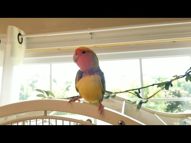 Sunshine the lovebird talking :)