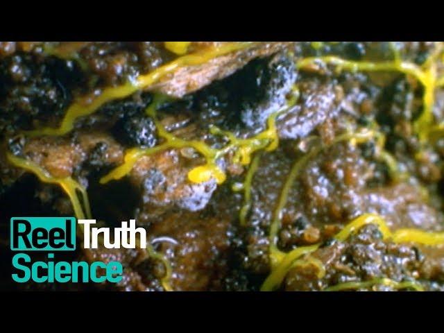 What is Slime Mold? (Dictyostelium Discoideum) | Science Documentary | Reel Truth Science