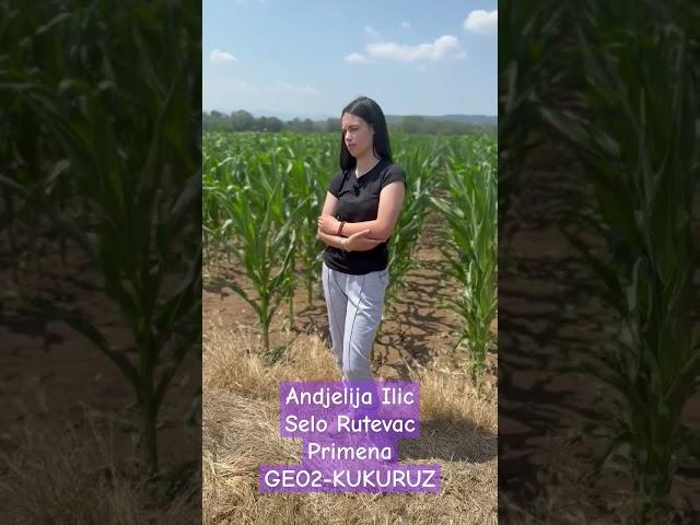 GEO2-KUKURUZ 3.godine za redom #olmix #geo2 #djubrivo #agriculture