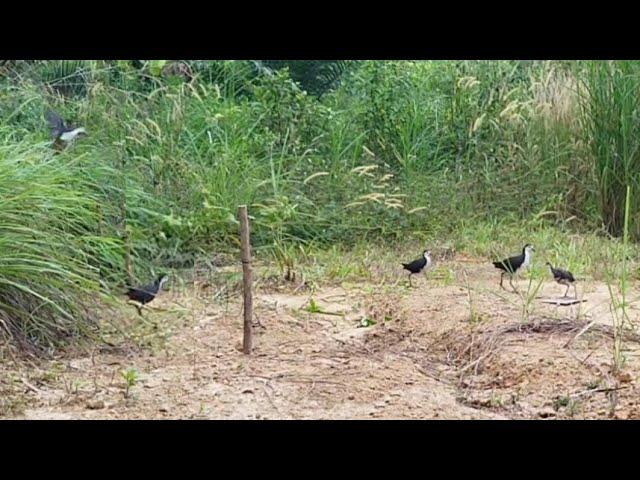 SUARA PIKAT BURUNG RUAK RUAK Ampuh Langsung Point