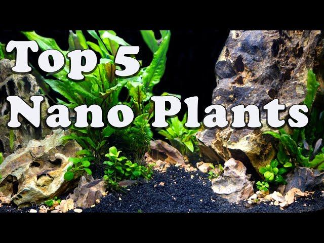 Aquatic Plants By Tank Size SERIES: *FAVORITES* For Aquariums LESS Than 5 Gallons!