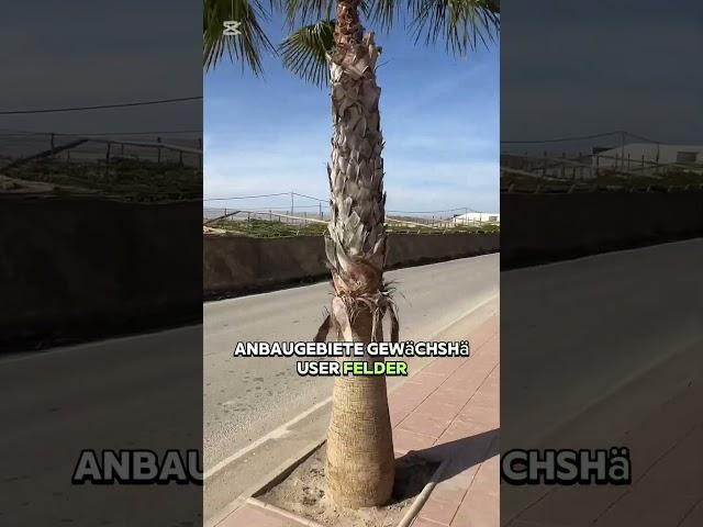 Palomares eine Stadt mit trauriger Geschichte auf unserer Spanien Reise. Radioaktivität und Gemüse??