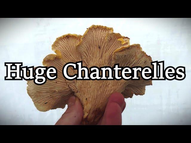 Foraging HUGE Chanterelle Mushrooms during a Rainstorm!