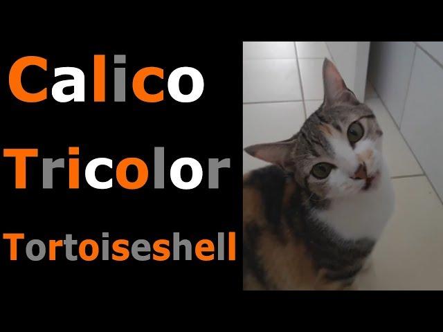 Calico, Tortoiseshell and Tricolor Cats --- CAT COMPILATION