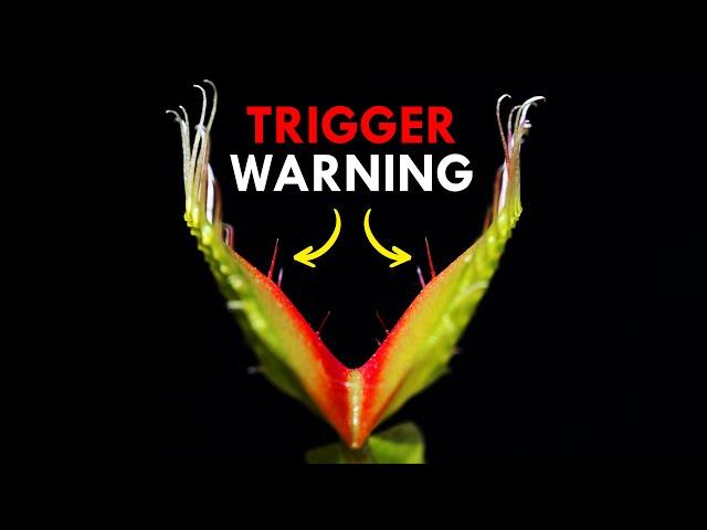 How Venus Flytraps Use Trigger Warnings To Trap Prey