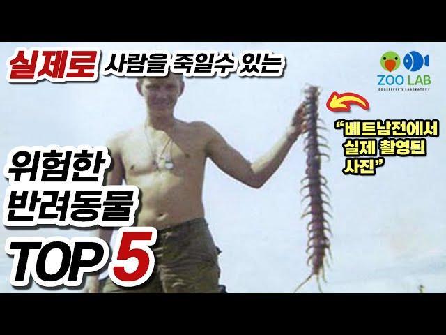 우리나라에서 키우다 죽을수도 있는 위험한 반려동물 TOP5 . 희귀반려동물, 해수어, 도마뱀, 타란, 전갈 키우기,