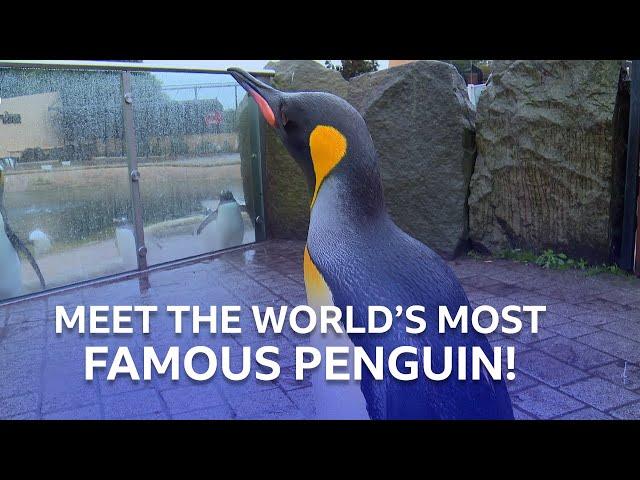 The World's Most Famous Penguin | Inside the Zoo | BBC Scotland