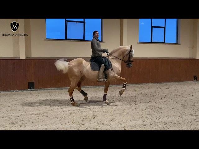 YACO BP - PRE HORSE - 5 YEAR'S OLD !! - PART 2 -