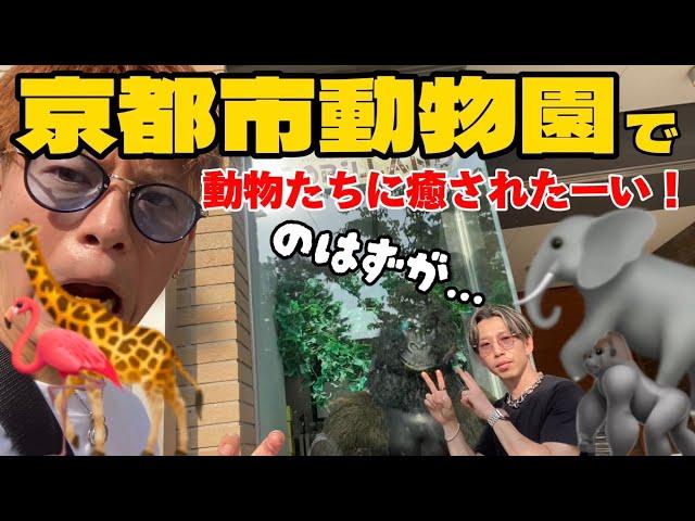 【癒されたい】京都市動物園の動物たちに癒しをもらいに行ってきた【雑談】