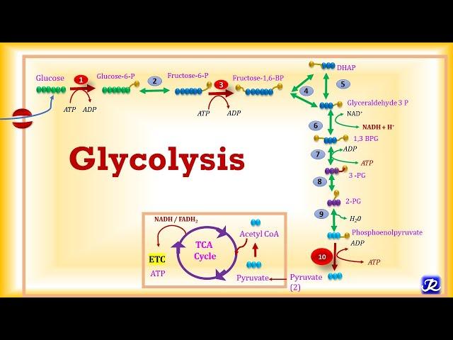 4:Glycolysis: Metabolic Reactions | Carbohydrates Metabolism-4 | Biochemistry | N'JOY Biochemistry