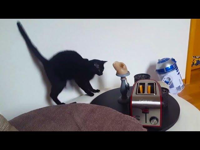 Cats vs. Toasters