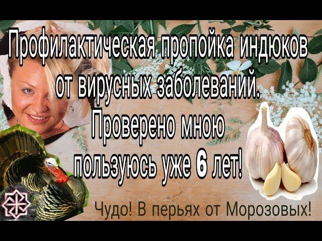 Профилактическая пропойка  индюков от вирусных заболеваний.ПРОВЕРЕННО МНОЮ,пользуюсь уже 6 лет.