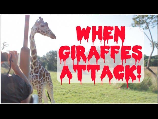 Shocking giraffe ATTACK at Disneyworld!