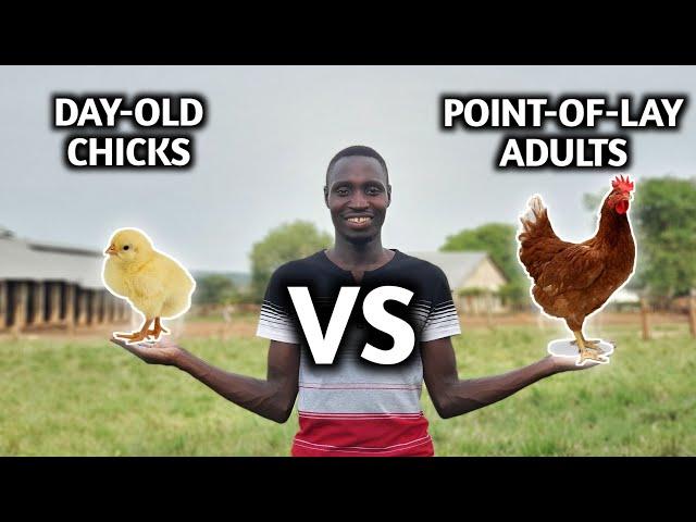 Day-Old Chicks Vs Adult Point-of-Lay Hens | Which is Best to Start with?