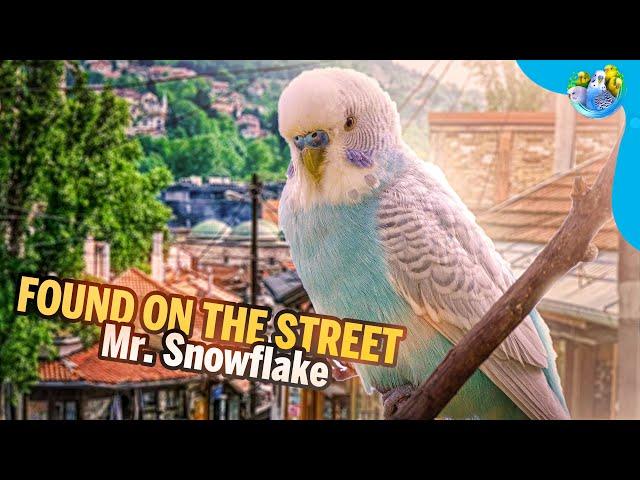 Lost Budgie Returns Home: Heartwarming Story of Hope and Reunion (Mr.Snowflakes Tale)