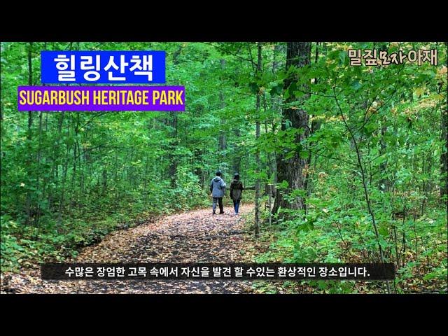 힐링 산책/ 아름다운 Thornhill의 Sugarbush Heritage Park 산책