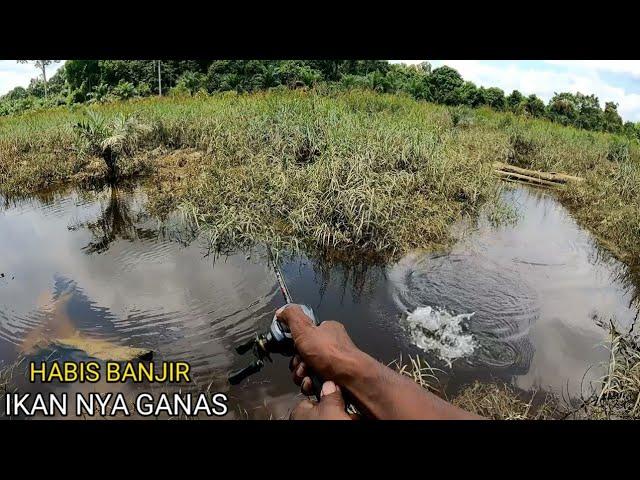 MANCING DI BEKAS LUAPAN BANJIR IKAN NYA NGUMPUL GALAK-GALAK BRO