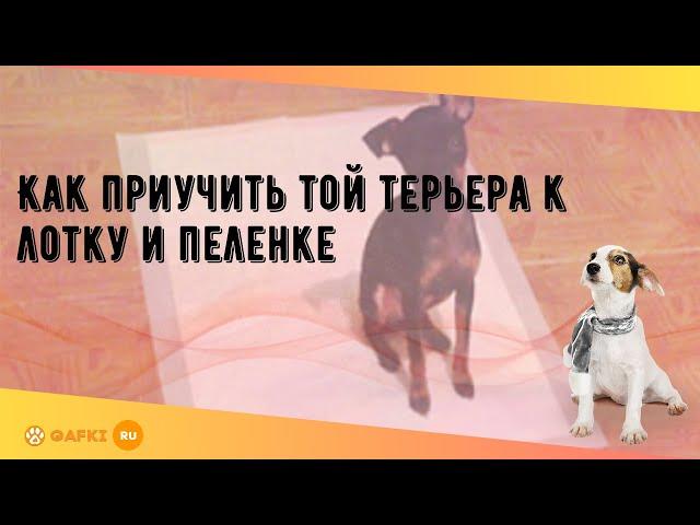 Как приучить той терьера к лотку и пеленке