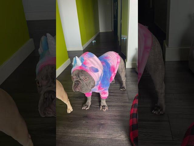 George G The Frenchie #george #frenchie #dogdad
