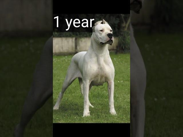 Dogo Argentino evolution line # dogo #argentino 10 m