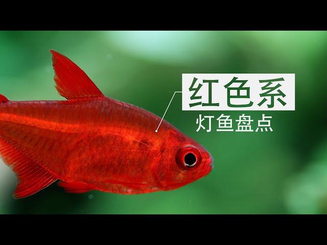 【草缸】红色系小型观赏鱼盘点(一) | red tetras