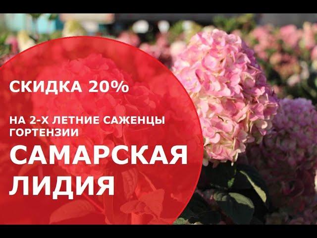 В нашем интернет-магазине на сайте www.vgluhova.ru началась акция на гортензии Самарская Лидия.