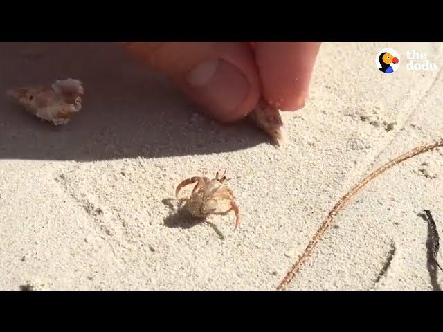 People Help Hermit Crab Choose A New Home | The Dodo