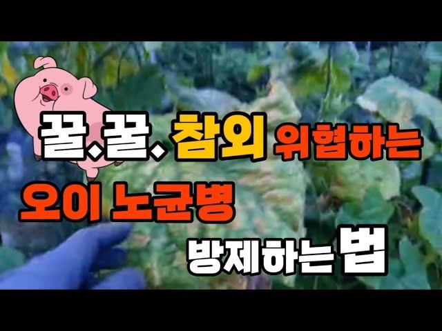 말로만 듣던 참외 폭탄 맞았습니다.#노균병 #모두싹균#텃밭시대