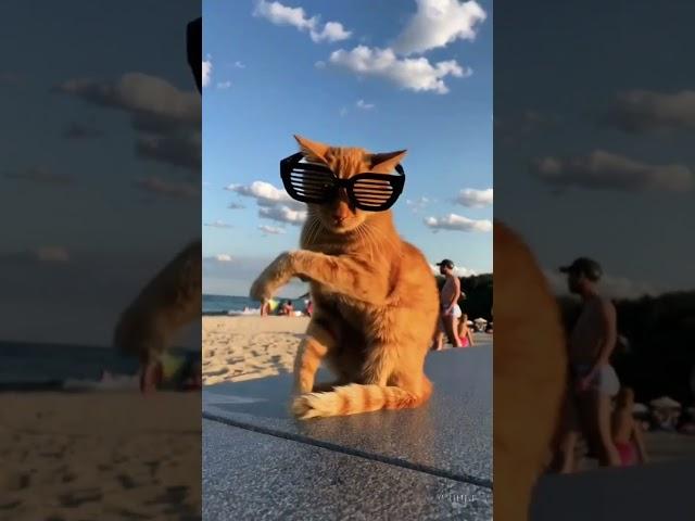 Cat In The Beach #AI #video #creative #cat #cute #funny