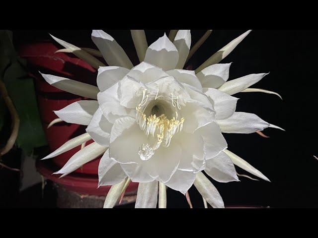 Queen of the night cactus time-lapse video bloom 