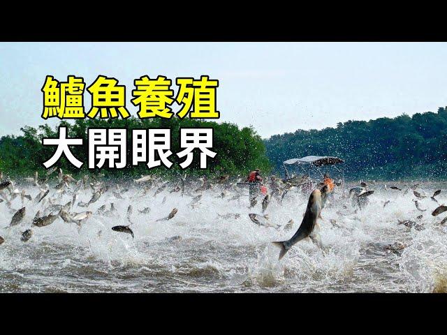 鱸魚的養殖奧秘，人工繁殖如此簡單