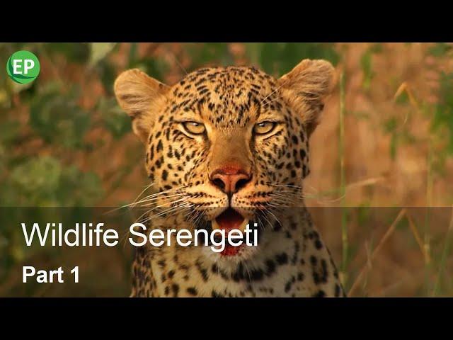 WILDLIFE SERENGETI | PART 1 | HD QUALITY | EN