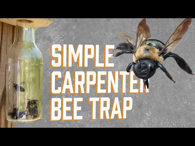 How to kill carpenter bees