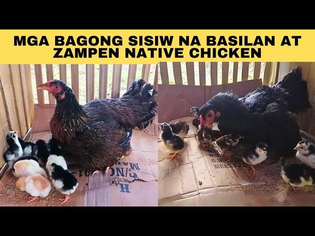 Mga bagong sisiw na basilan at zampen native chicken