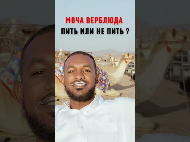 Верблюжья моча и молоко в Саудовской Аравии | Лечение по Сунне #шортс шортс #shorts shorts