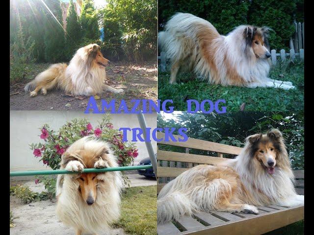 Dog tricks by Thunder the Rough Collie