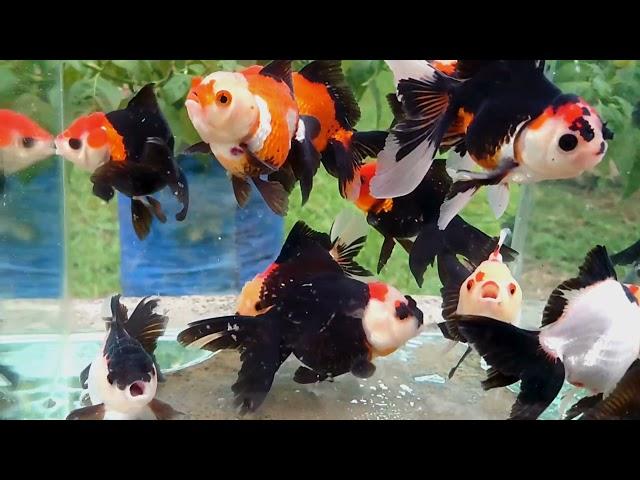 KOKI ORANDA UK 11-12 CM TULUNGAGUNG PUSAT