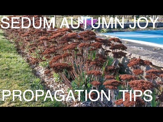 How to Grow Sedum Autumn Joy