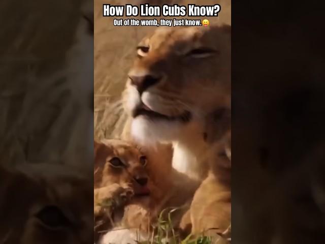 How do lion cubs know? They learn so fast.